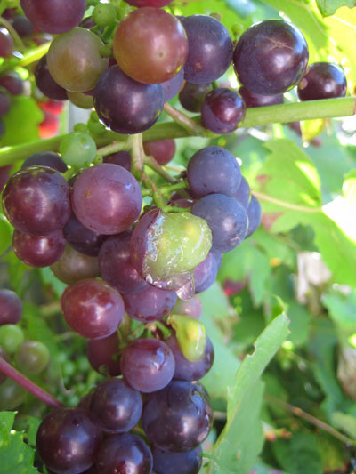 nog meer druiven