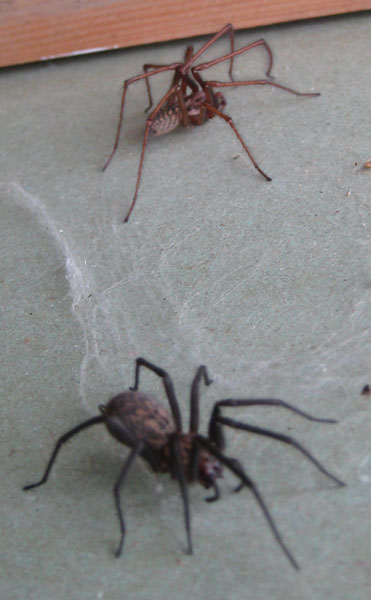 The Low Lows - Dear Flies, Love Spider (en dat die foto niet helemaal scherp is komt omdat Clismo die dikke zwarte spinnen eigenlijk enorm engggg vindt)